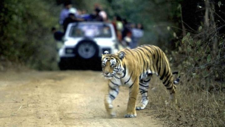 Watch: Tigress spotted roaming freely with her cubs at this tiger reserve