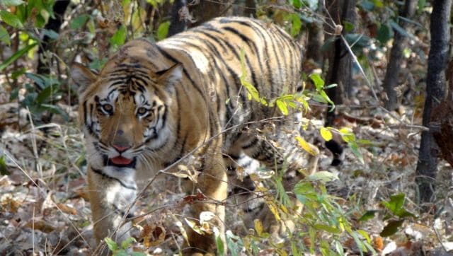 Herd of tigers crossing road grabs eyeballs on internet, watch video here