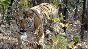 Watch: Tiger jumps off boat in Sunderbans and swims away; reminds users of scene from Life of Pi