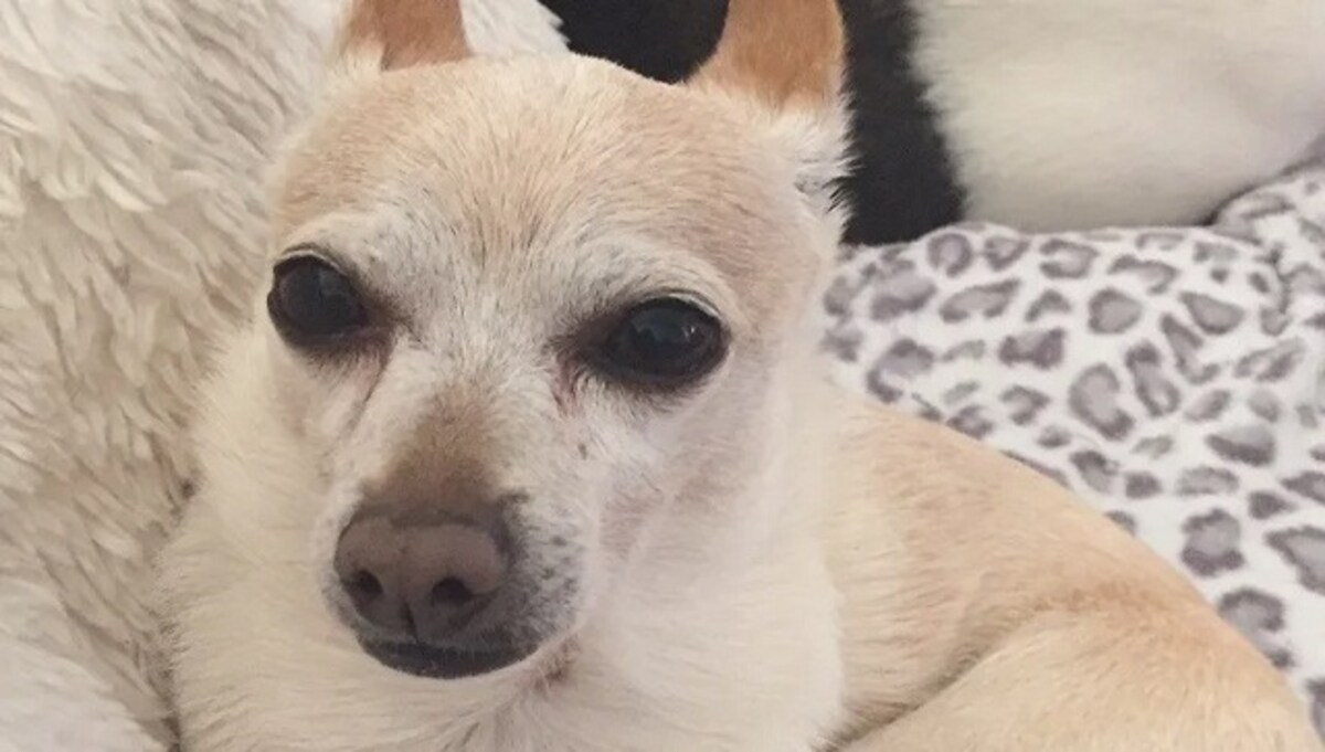 Meet Chanel: Almost 21, the world's oldest dog