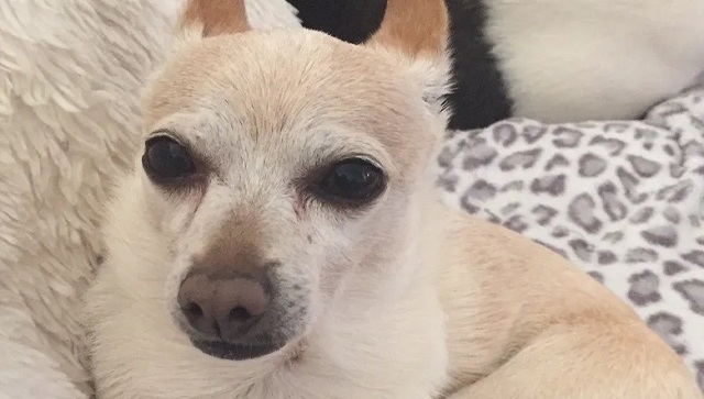 Watch: Guinness World Records confirms 21-year-old Chihuahua as oldest living dog Watch: Guinness World Records confirms 21-year-old Chihuahua as oldest living dog