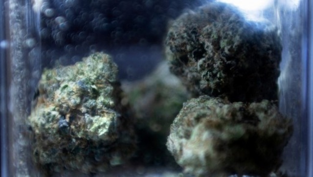 World Cannabis Day 2022: History, significance and more about why 4/20 is celebrated World Cannabis Day 2022: History, significance and more about why 4/20 is celebrated