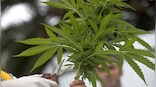 World Cannabis Day: How cannabis, the ‘food of the gods’, became illegal in India