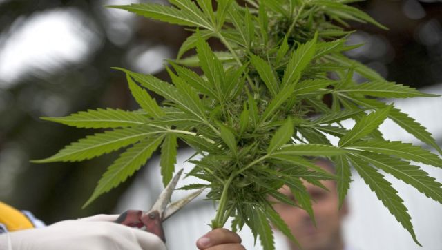 New York to give cannabis licenses to those previously convicted on drug charge New York to give cannabis licenses to those previously convicted on drug charge