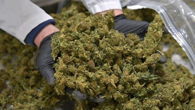 While recreational use of marijuana isn't permitted, India allows the use of it in medicinal purposes. AFP
