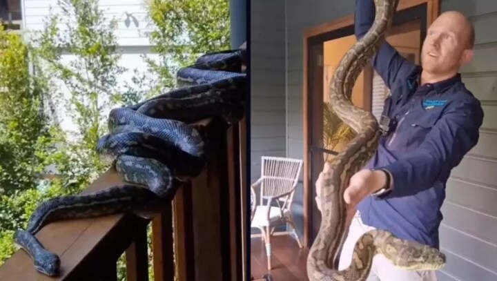 Watch| Four carpet pythons rescued from Australian home, video leaves internet shocked