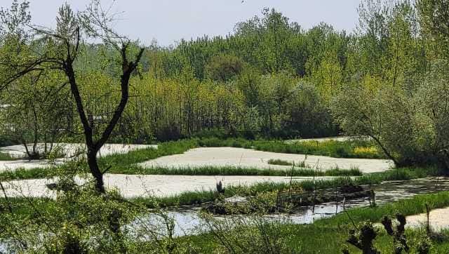 The Anchar lake. Image courtesy Ajaz Rashid