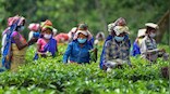 Mushrooms are killing workers in Assam's tea gardens. Here's why
