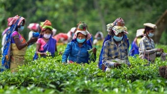 Mushrooms are killing workers in Assam's tea gardens. Here's why