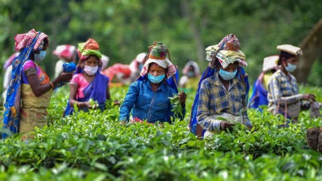 Mushrooms are killing workers in Assam's tea gardens. Here's why Mushrooms are killing workers in Assam's tea gardens. Here's why
