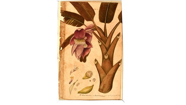 Late Eighteenth century to Early nineteenth century - Botanical Survey of India