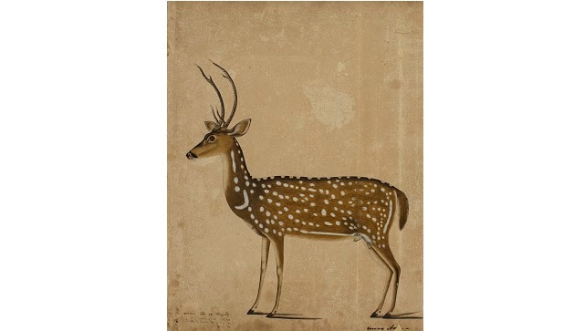 Cervus Axis - Early nineteenth Century | Victoria Memorial Hall, Kolkata