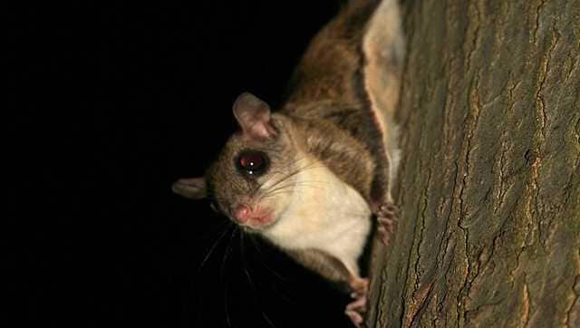 Why flying squirrels are slowly gliding towards extinction in India