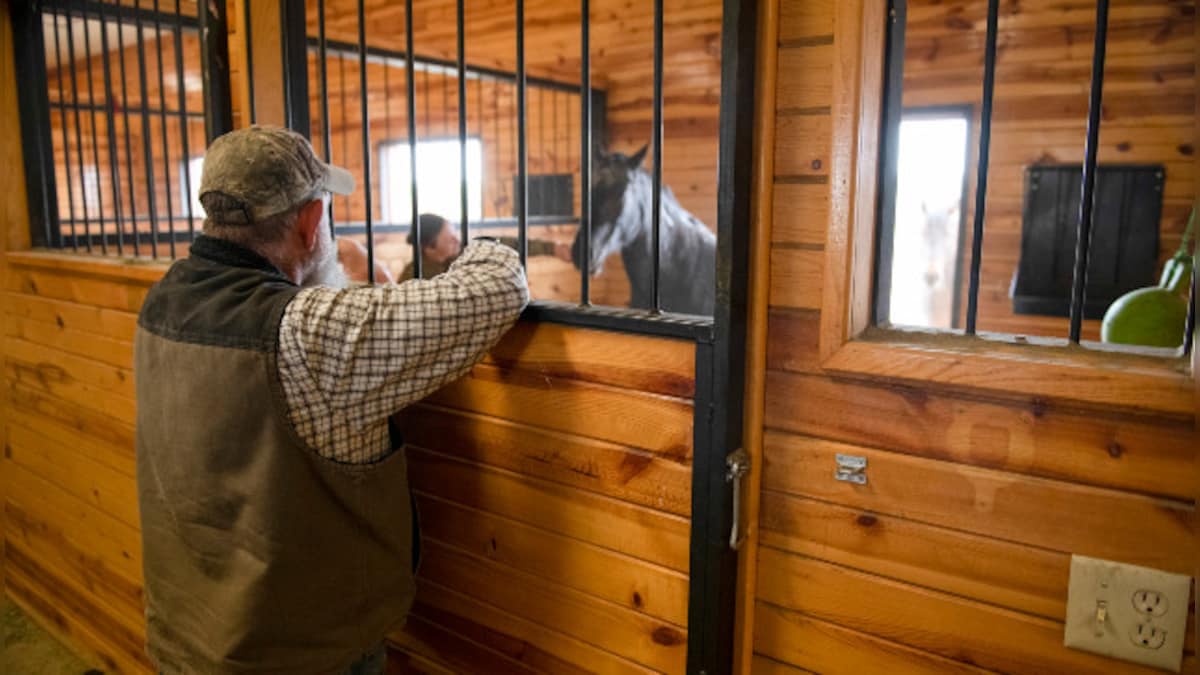 Explained: What is horse therapy that helps US veterans struggling with mental health?