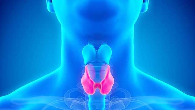 Tiroides: Síntomas, prevención y manejo de la enfermedad