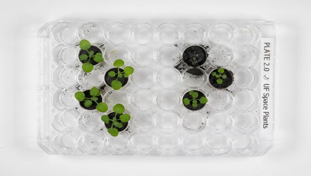 Scientists grow plants in soil from Moon for first time in history Scientists grow plants in soil from Moon for first time in history