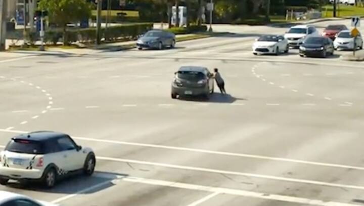 Watch | Good Samaritans stop moving car after driver falls unconscious, save her life