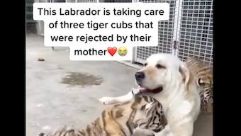Watch | Labrador raising three abandoned tiger cubs leaves internet in awe
