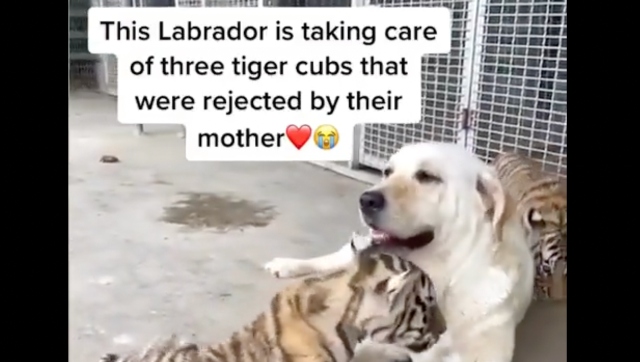 Watch | Labrador raising three abandoned tiger cubs leaves internet in awe Watch | Labrador raising three abandoned tiger cubs leaves internet in awe