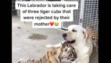 Watch | Labrador raising three abandoned tiger cubs leaves internet in awe
