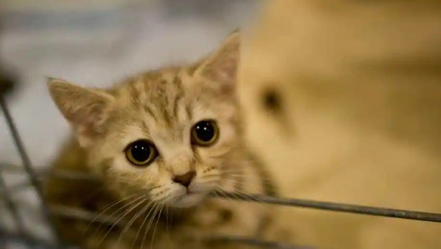 International Cat Day: History, significance and how to celebrate International Cat Day: History, significance and how to celebrate