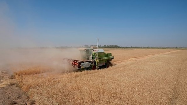 Severe water shortages strain wheat harvest in Iraq