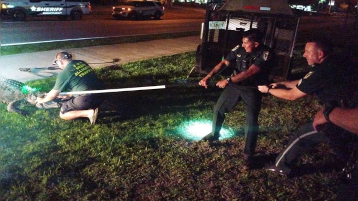 Florida family wakes up to giant alligator in swimming pool; see photos here