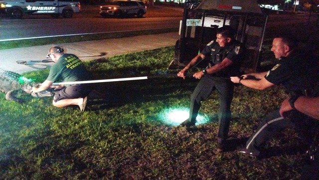 Florida family wakes up to giant alligator in swimming pool; see photos here Florida family wakes up to giant alligator in swimming pool; see photos here