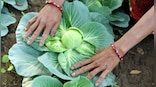 Earth and soul | Why organic farming is the future of India’s agriculture
