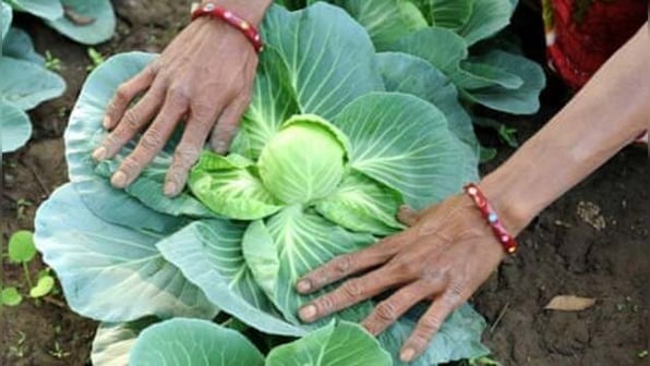 Earth and soul | Why organic farming is the future of India’s agriculture