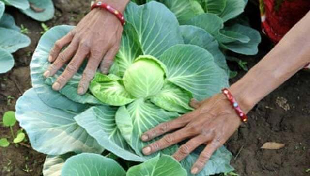 Earth and soul | Why organic farming is the future of India’s agriculture Earth and soul | Why organic farming is the future of India’s agriculture