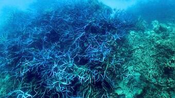 More than 90% of great barrier reef suffers coral bleaching after heatwave in Australia