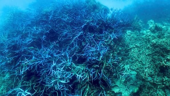 More than 90% of great barrier reef suffers coral bleaching after heatwave in Australia