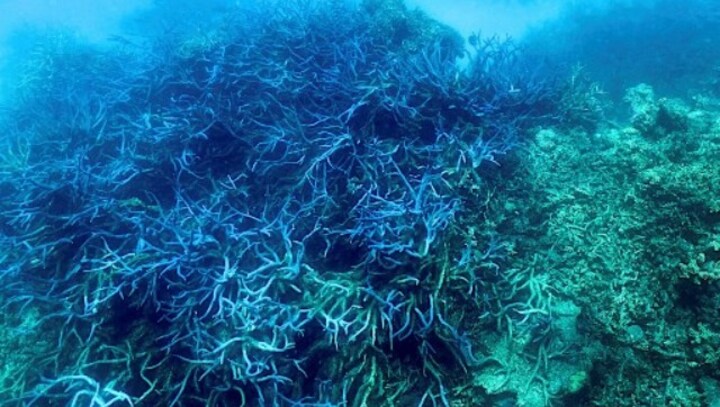More than 90% of great barrier reef suffers coral bleaching after heatwave in Australia