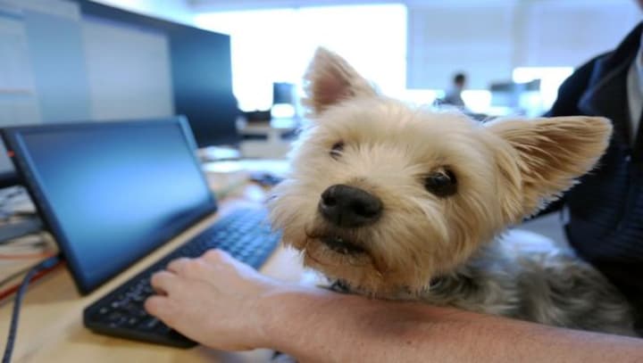 Dogs do forget: What is dementia in canines and how's it diagnosed?