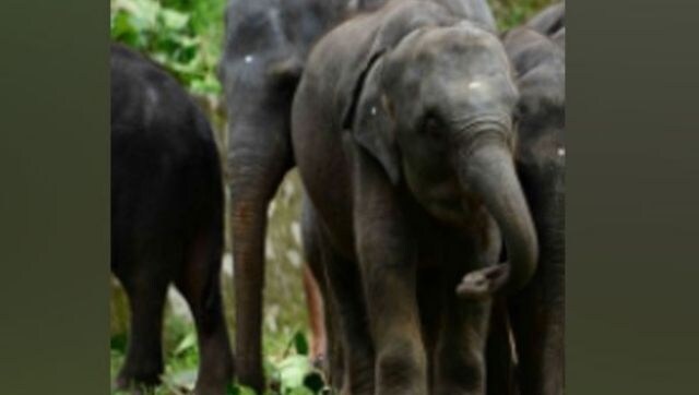 Watch: Baby elephant is escorted by herd of jumbos; adorable video goes viral