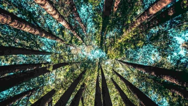 Congress urges Scheduled Tribe's body to direct Centre to withdraw new forest conservation rules Congress urges Scheduled Tribe's body to direct Centre to withdraw new forest conservation rules