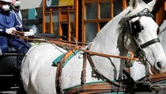 West Bengal: PETA urges Mamata Banerjee to replace horse-drawn carriages for tourists with e-carriages West Bengal: PETA urges Mamata Banerjee to replace horse-drawn carriages for tourists with e-carriages
