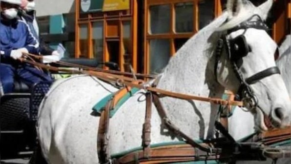 West Bengal: PETA urges Mamata Banerjee to replace horse-drawn carriages for tourists with e-carriages