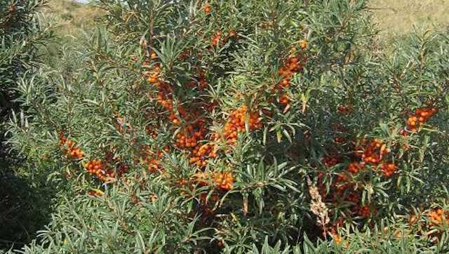 In search of miracle berry in Himalayas: How sea buckthorn is transforming lives in Lahaul In search of miracle berry in Himalayas: How sea buckthorn is transforming lives in Lahaul