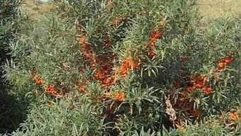 In search of miracle berry in Himalayas: How sea buckthorn is transforming lives in Lahaul