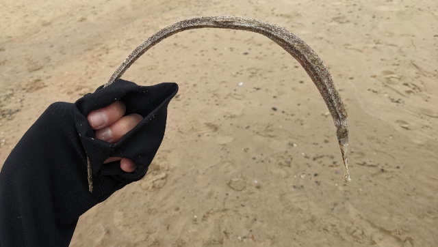 Mysterious sea creature found in Ireland, sparks debate on social media Mysterious sea creature found in Ireland, sparks debate on social media