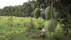 Explained: How the blistering heatwave has damaged India's precious mango