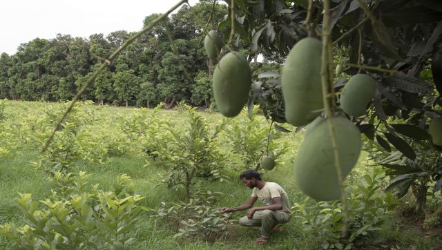 Explained: How the blistering heatwave has damaged India's precious mango Explained: How the blistering heatwave has damaged India's precious mango