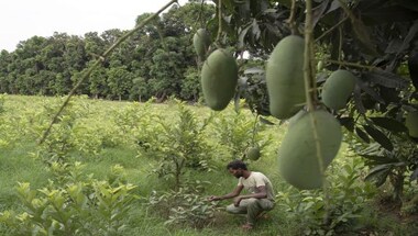 Explained: How the blistering heatwave has damaged India's precious mango