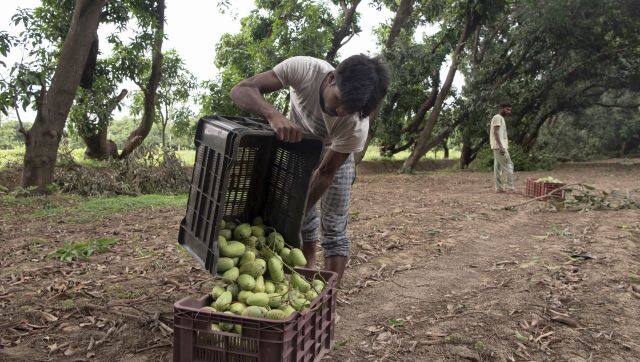 Unripe mangoes that fell during a recent storm are gathered in Malihabad. Blistering spring temperatures have devastated crops of the country's most beloved fruit. Saumya Khandelwal/The New York Times