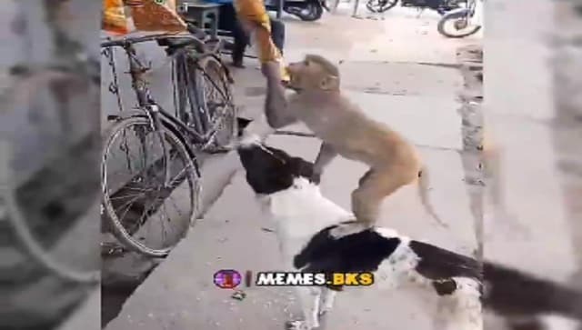 Watch: Dog and monkey’s cute attempt to steal chips goes viral