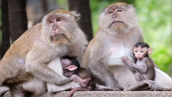 Watch: Monkey family exchanges love with human-like hugs, internet finds endearment 'unconditional'