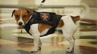 And the special Palm Dog award goes to Patron for sniffing out Russian mines in Ukraine!