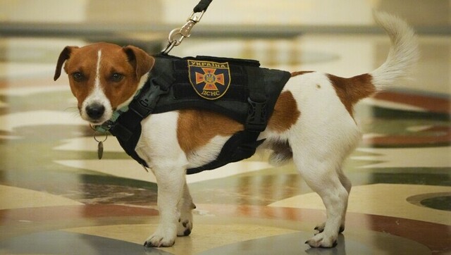 And the special Palm Dog award goes to Patron for sniffing out Russian mines in Ukraine! And the special Palm Dog award goes to Patron for sniffing out Russian mines in Ukraine!